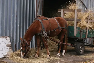 Лошадь с телегой едет по деревне - YouTube