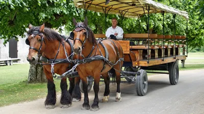 Телега двухосная для лошади купить оптом и в розницу от СадАгро в Москве