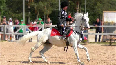 Приглашаем владельцев лошадей терской породы принять участие в ринг-выводке  «Созвездие терца» – Международная конная выставка «Иппосфера»
