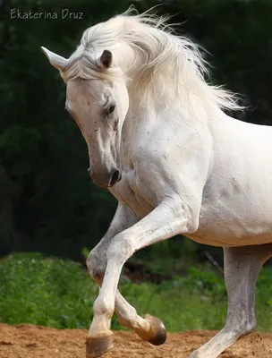 ТЕРСКАЯ порода лошадей, жеребец Творец #ИППОсфера 2022 Парад пород - YouTube