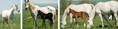 ПКЗ Ставропольский... - Терская порода лошадей Tersk breed | Facebook