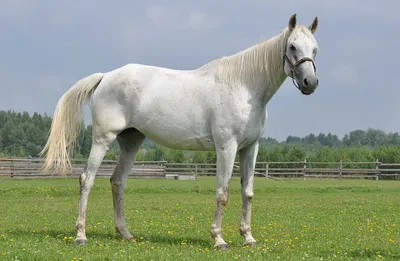 ТОП-30 самых красивых лошадей в мире | My horse story | Дзен