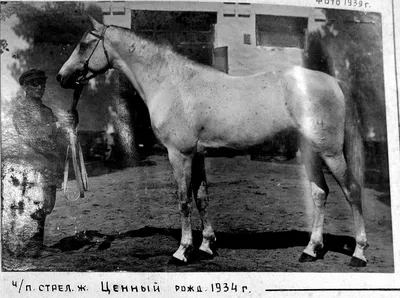 Уникальная порода лошадей на Ставрополье в опасности
