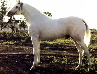 Терские лошади особенности и описание породы | Коневодство | Терская порода  лошадей - YouTube