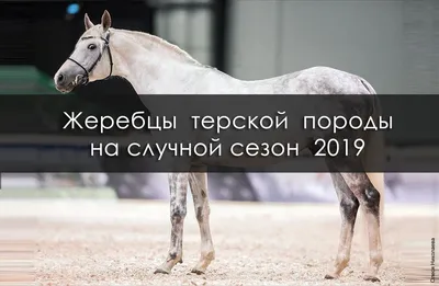 Русская версия арабской лошади - терская порода лошадей | Кони ПРО | Дзен
