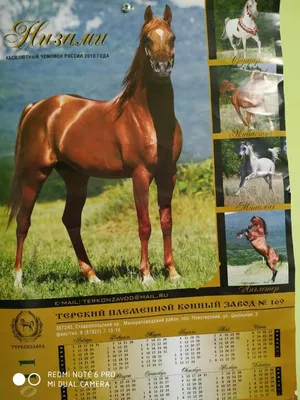 Порода лошадей арабская (74 фото) - красивые фото и картинки pofoto.club
