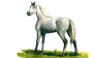 Терская порода - Мой Конь