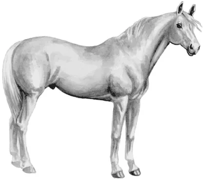 Русская версия арабской лошади - терская порода лошадей | Кони ПРО | Дзен