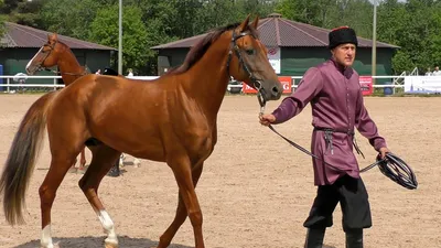 Tersk horse Buton | Horses