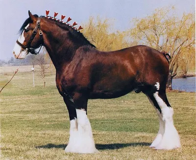 Конь тяжеловоз - 72 фото