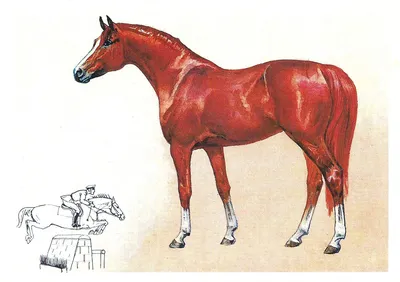 Разведение лошадей