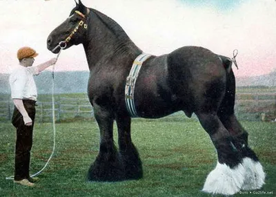 Упряжные тяжеловозные породы лошадей реферат по биологии | Сочинения  Биология | Docsity