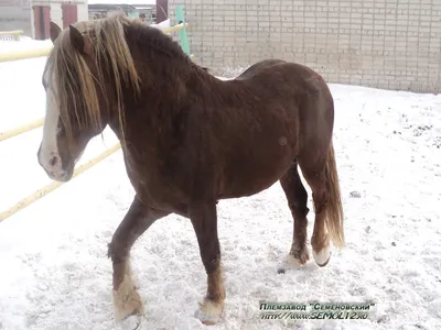 Vladimir Draught Horse | Тяжеловозы, Любовь лошадей, Лошадиные породы
