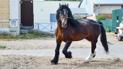 Русский тяжеловоз – порода лошади. Сайт про зверей - ZveroSite.ru