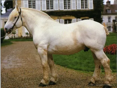 ФОТО: 10 самых высоких и сильных пород лошадей на планете - ET | Articles