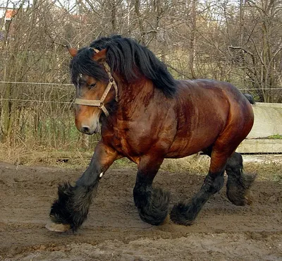 Belgian heavyweight or barbinson The Horse of 2018 R 182 cm at the withers  Chala Masti.. | Тяжеловозные породы лошадей. Продажа. Объявления | VK
