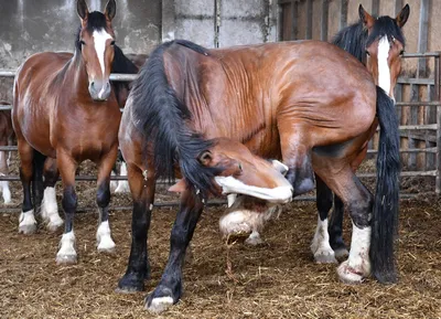 Лошади Тяжеловозы, цена 300000 руб. купить в Новочеркасске