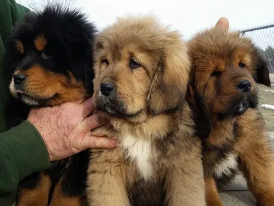 Cachorros de Mastín Tibetano_StevenKeough | Породы собак, Собаки, Тибетский  мастифф