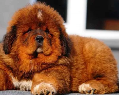 Тибетский мастиф (Tibetan Mastiff) - спокойный, сдержанный и немного  упрямый пес