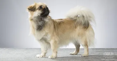 Лхаса апсо: все о собаке, фото, описание породы, характер, цена