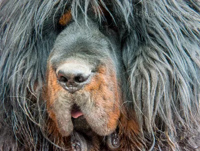 Тибетский терьер собака: фото, характер, описание породы
