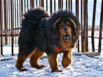 Тибетская собака: друг или защитник?» — создано в Шедевруме