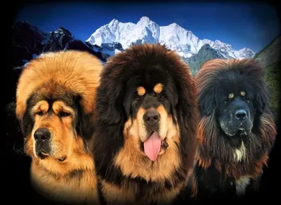 SOBAKI.PRO | Породы собак | Тибетский мастиф | Фото 115047