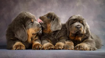 Tibetan mastiff | Спящие собаки, Тибетский мастифф, Породы собак