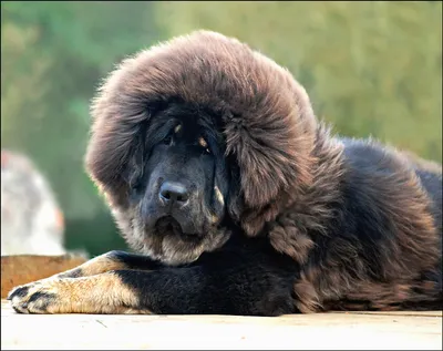 Щенок тибетского мастифа MTV 1419 — Питомник «Дом больших собак»
