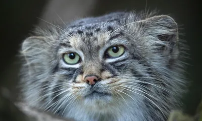 Неправильный кот: почему свободолюбивый нрав манулов грозит им вымиранием |  Вокруг Света