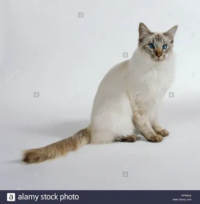 Коты/Male | Liontari Asteri- питомник собак и кошек