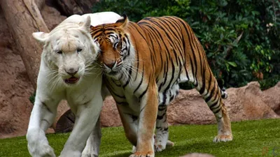 Четыре тигра. Позируют: альбинос, белый, золотой и ... | Наша Чудесная  Планета: Наука и факты | Фотострана | Пост №1911052082