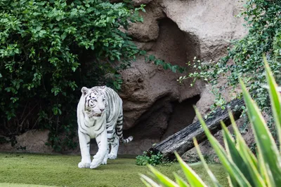 Алмазная мозаика \"Тигр альбинос / белый\" – купить по низким ценам в  интернет-магазине Joom