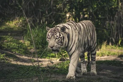 тигр альбинос, белый тигр, белый, млекопитающее, животные png | PNGWing