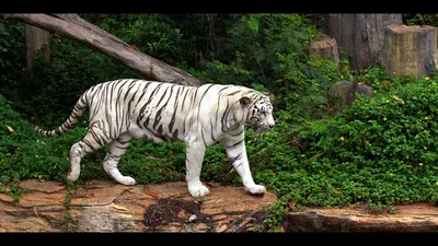 Белый тигр альбинос гонится за …» — создано в Шедевруме