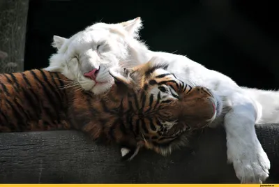 Существует ли тигр-альбинос и история тигра Кенни | Мир животных и растений