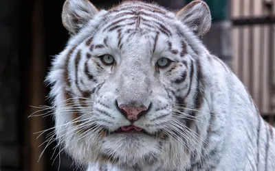 Белый Тигр — стоковые фотографии и другие картинки Альбинос - Альбинос, Без  людей, Белый - iStock