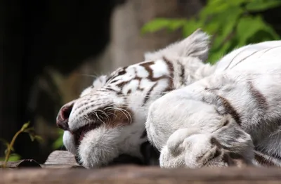 Скачать 2560x1600 тигр, альбинос, лежать, полосатый, хищник обои, картинки