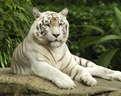 Тигр Белый Альбинос - Бесплатное фото на Pixabay - Pixabay
