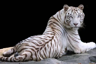 Тигр альбинос 64к, реалистично, …» — создано в Шедевруме