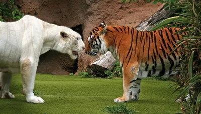 Белый тигр - альбинос хищника Стоковое Изображение - изображение  насчитывающей тигр, бивни: 136899967