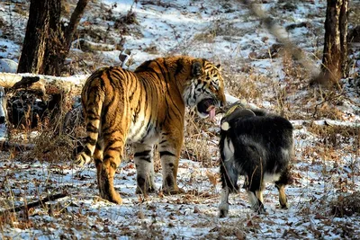 Тигр Амур и козел Тимур больше не будут жить вместе - Российская газета