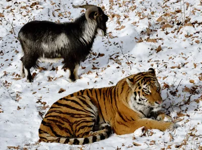 Тигр Амур и козел Тимур из Приморского сафари-парка отметили первый месяц  совместной жизни - PrimaMedia.ru