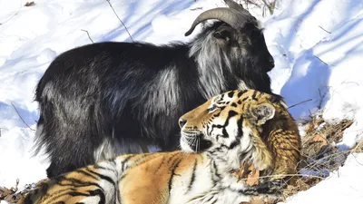 Тигр Амур и козел Тимур ждут своего Уолта Диснея - 22.12.2015, Sputnik  Таджикистан