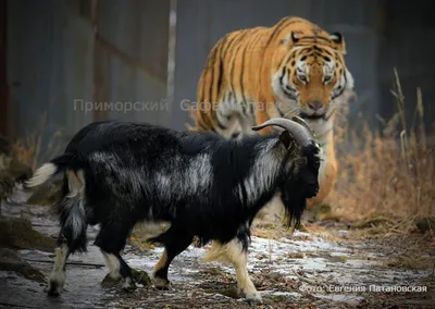 Амур и Тимур – история дружбы тигра и козла