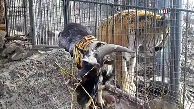 Тигр Амур и козёл Тимур | Фауна Факт | Дзен