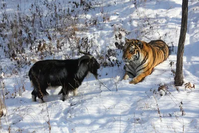 Для нас это было большим удивлением»: директор сафари-парка — о судьбе тигра  Амура и козла Тимура шесть лет спустя — РТ на русском