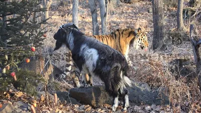 В Приморье умер прославившийся дружбой с тигром Амуром козел Тимур -  Российская газета