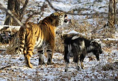 Подружившиеся тигр Амур и козел Тимур обзавелись страницами в соцсетях //  Новости НТВ