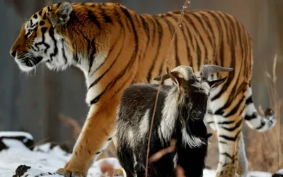 Тигр Амур и козёл Тимур будут жить вместе